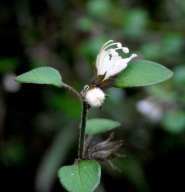 Teucridium parvifolium has hairy, square stems
