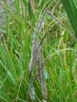 Carex coriacea in flower