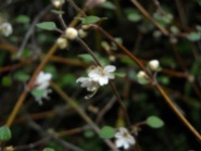 Native verbena. Teucridium parvifolium