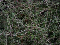The divaricate shrub Coprosma virescens