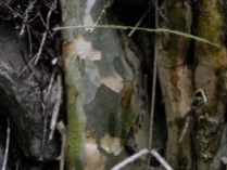 The bark of Coprosma virescens looks like the bark of plane trees (US sycamore)