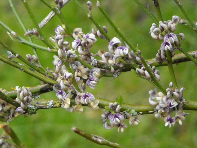 Common native broom (Carmichaelia australis)